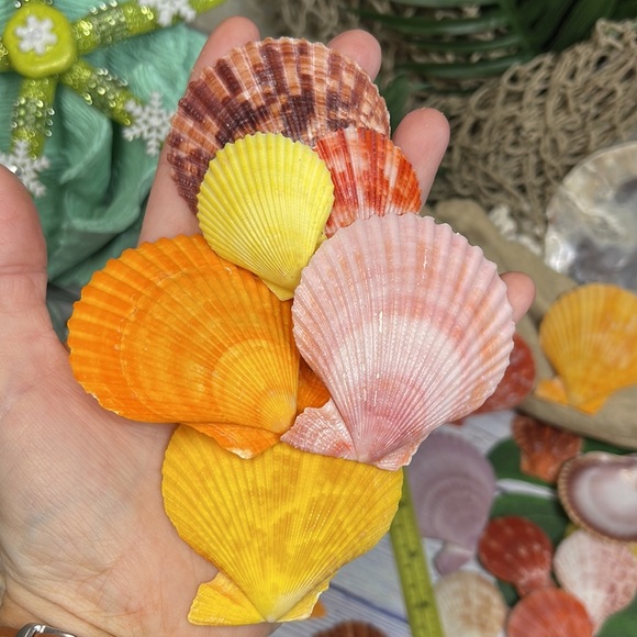 Gorgeous Lot of Colorful Unique Scallop Shells DIY Crafting Collecting Bundle - Picture 12 of 12